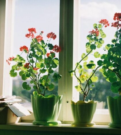 Wohnzimmer fensterbank deko mit pflanzen